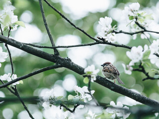 资产评估师（资产评估师含金量高吗）